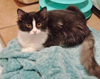 LEMONGRASS -  Domestic Medium Hair Cat for Adoption in Delhi, New York - LEMONGRASS | PetCurious