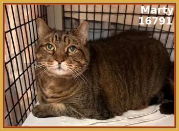 Domestic Short Hair and Tabby Cats Available for Adoption - MARTY (see Also RYLEE) | PetCurious