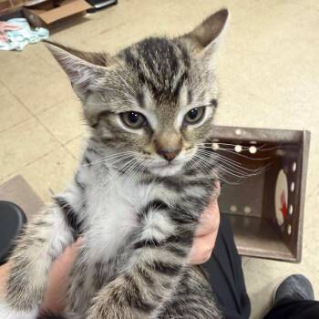 Toby -  Domestic Short Hair Cat for Adoption in Birmingham, Alabama - Toby | PetCurious