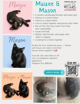 Maizee w/Mason (m): (FCID# 05/18/2026 - 67, 68) KC -  Domestic Short Hair Cat Available for Adoption in Greenville, Delaware - Maizee W/Mason (m): (FCID# 05/18/2026 - 67, 68) KC | PetCurious