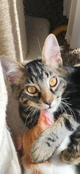 Romeo, Rowdy & Rascal -  Tabby Cat for Adoption in Redwood City, California - Romeo, Rowdy & Rascal | PetCurious