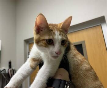 PEPPER JACK -  Domestic Short Hair Cat for Adoption in Colorado Springs, Colorado - PEPPER JACK | PetCurious