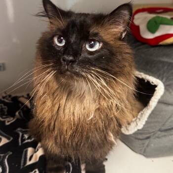 House -  Himalayan Cat for Adoption in Wheeling, Illinois - House | PetCurious