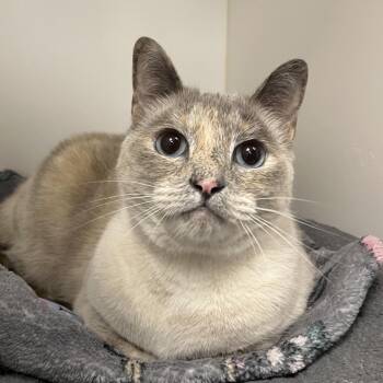 Wintour -  Domestic Short Hair and Siamese Cat for Adoption in West Palm Beach, Florida - Wintour | PetCurious