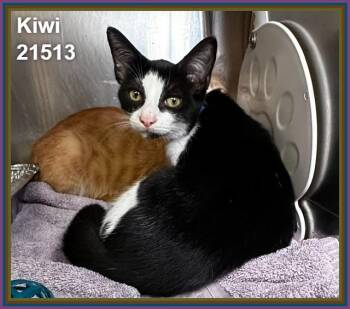 KIWI (see also BERRY and MANGO) -  Domestic Short Hair Cat for Adoption in Marietta, Georgia - KIWI (see Also BERRY And MANGO) | PetCurious