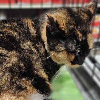 Domestic Short Hair Cats Available for Adoption in Springfield, Illinois - Bootsie | PetCurious