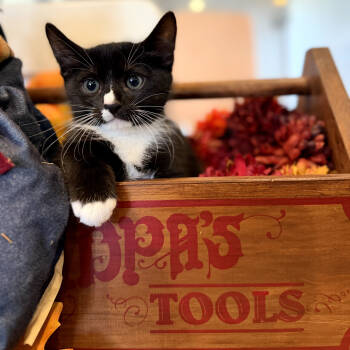 Rescue Domestic Long Hair Cats for Adoption in San Jacinto, California - Chester | PetCurious