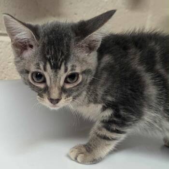 Rescue Domestic Short Hair Cats for Adoption in Eureka, California - Tini | PetCurious