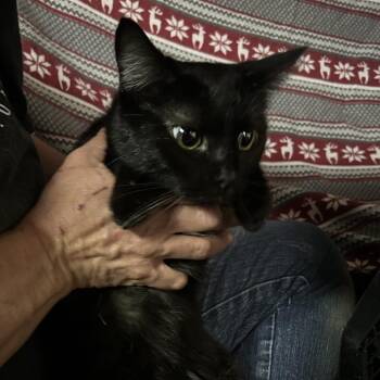 Domestic Short Hair Cats Available for Adoption in Hemet, California - Salem | PetCurious