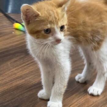 Ohio -  Domestic Short Hair Cat Available for Adoption in Clanton, Alabama - Ohio | PetCurious