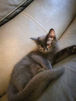 Shadow -  Domestic Medium Hair Cat for Adoption in Price, Utah - Shadow | PetCurious