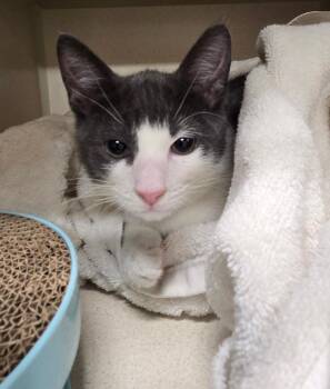 Domestic Short Hair Cats Available for Adoption in New Rochelle, New York - Todd | PetCurious