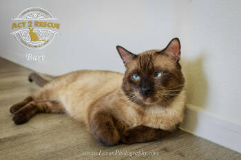 Rescue Siamese Cats for Adoption in Riverside, California - Bart 2 | PetCurious