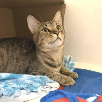 Cookie -  Domestic Short Hair Cat for Adoption - Cookie | PetCurious