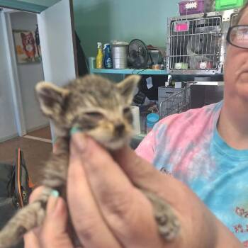 Patriot -  Domestic Short Hair Cat for Adoption in Madill, Oklahoma - Patriot | PetCurious