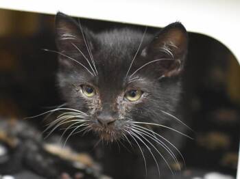 Coffee And Love Nuts -  Domestic Short Hair Cat for Adoption in Portland, Oregon - Coffee And Love Nuts | PetCurious