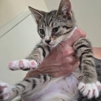 Domestic Short Hair Cats Available for Adoption in Melrose, Florida - Bramble | PetCurious