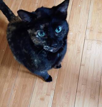 Tortoiseshell Cats Available for Adoption - Ginny | PetCurious
