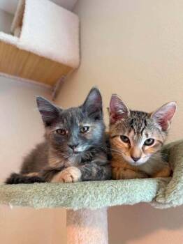 Squeakers -  Domestic Medium Hair Cat for Adoption in Deltona, Florida - Squeakers | PetCurious