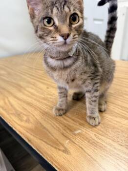Calli -  American Shorthair and Domestic Short Hair Cat for Adoption in Shrewsbury, Massachusetts - Calli | PetCurious