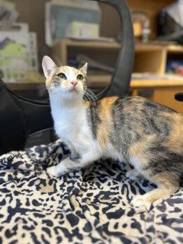 Rescue Domestic Short Hair Cats for Adoption in Baton Rouge, Louisiana - Enid | PetCurious