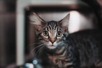 93136a Wreck it Ralph-PetSmart West Ashley -  Domestic Medium Hair and Domestic Short Hair Cat for Adoption in North Charleston, South Carolina - 93136a Wreck It Ralph-PetSmart West Ashley | PetCurious