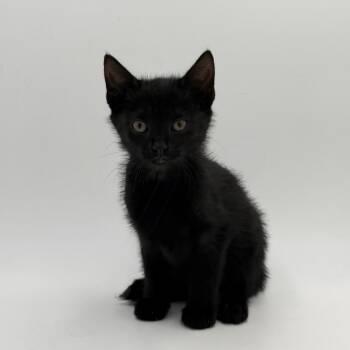 Rose -  Domestic Short Hair Cat for Adoption in State College, Pennsylvania - Rose | PetCurious