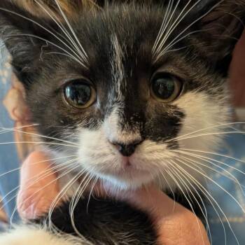 Carrot -  Domestic Short Hair Cat Available for Adoption in Calverton, New York - Carrot | PetCurious