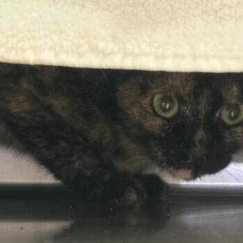 IVHS-Stray-142152 -  Domestic Short Hair Cat for Adoption in San Gabriel, California - IVHS-Stray-142152 | PetCurious