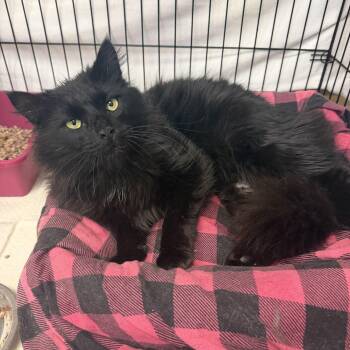 Domestic Long Hair Cats Available for Adoption in Hudson, New York - Baltimore | PetCurious