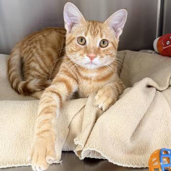 Collin -  Domestic Short Hair Cat for Adoption in Collierville, Tennessee - Collin | PetCurious