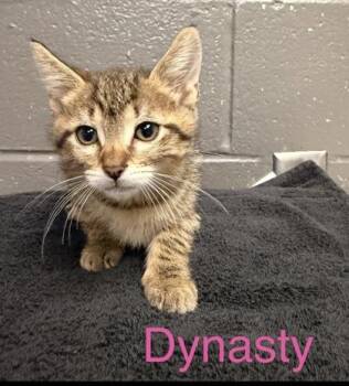 Domestic Short Hair Cats Available for Adoption in Fort Worth, Texas - Dynasty | PetCurious