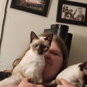 Billy -  Siamese Cat for Adoption in Mount Pleasant, Texas - Billy | PetCurious
