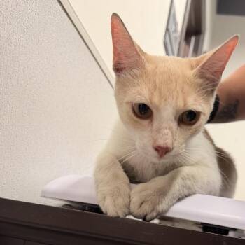 Fowler -  Domestic Short Hair Cat for Adoption in Tampa, Florida - Fowler | PetCurious