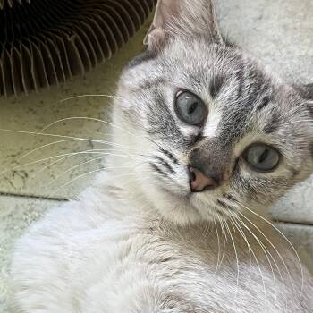 Ivory -  Siamese and Tabby Cat for Adoption in Wyandotte, Michigan - Ivory | PetCurious