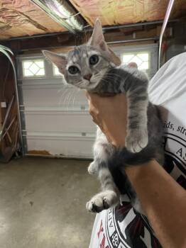 Perla -  Domestic Short Hair Cat for Adoption in Rossville, Georgia - Perla | PetCurious