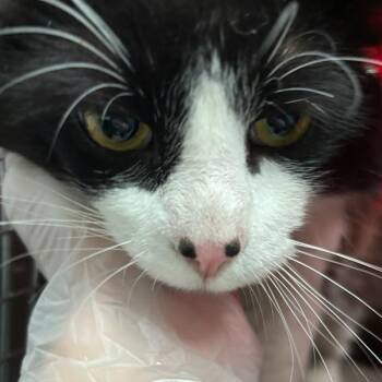Alfie -  Domestic Long Hair Cat for Adoption in Des Moines, Iowa - Alfie | PetCurious