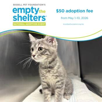 Domestic Short Hair Cats Available for Adoption in Santa Cruz, California - CHRISTOPHER ROBIN* | PetCurious