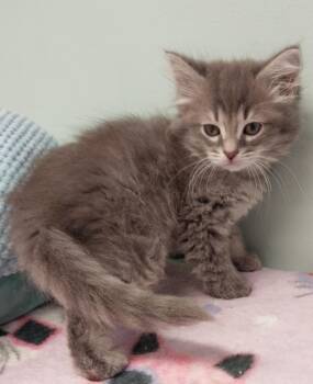 Domestic Medium Hair Cats Available for Adoption in South Bend, Indiana - Wisp * IN FOSTER * | PetCurious