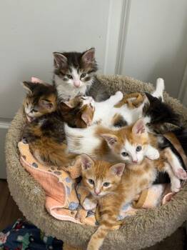 Champurrado -  Domestic Short Hair Cat for Adoption in Los Angeles, California - Champurrado | PetCurious
