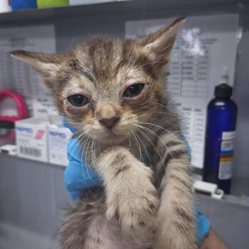 Bernadette -  Domestic Short Hair Cat for Adoption in Summerville, South Carolina - Bernadette | PetCurious