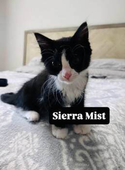 Sierrs Mist -  Domestic Long Hair Cat for Adoption in Clarksville, Tennessee - Sierrs Mist | PetCurious