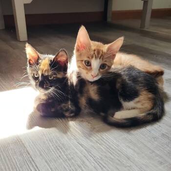 Minnie -  Domestic Short Hair Cat for Adoption in Belleville, Illinois - Minnie | PetCurious