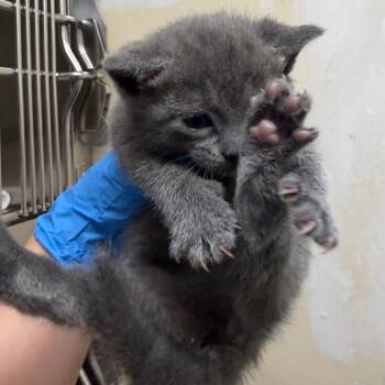 Donkey -  Domestic Short Hair Cat for Adoption in Philadelphia, Pennsylvania - Donkey | PetCurious