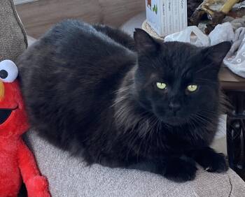 Maine Coon Cats Available for Adoption - Raven | PetCurious