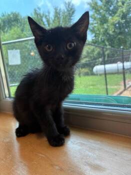 Mel -  Domestic Short Hair Cat for Adoption in Disputanta, Virginia - Mel | PetCurious