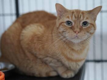 Domestic Short Hair Cats Available for Adoption - Andes Mints | PetCurious