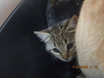 Rescue Domestic Short Hair Cats for Adoption in Marietta, Georgia - Merry Legs(pent6) | PetCurious