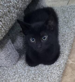 Rescue Domestic Short Hair Cats for Adoption in Richmond, Virginia - Poe | PetCurious