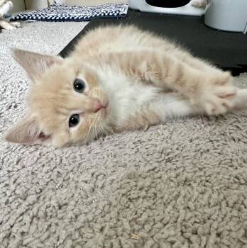 Domestic Short Hair Cats Available for Adoption - Poly | PetCurious